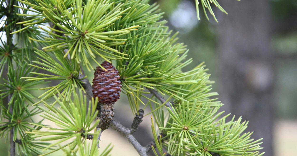 Дерево сосна вампир или донор