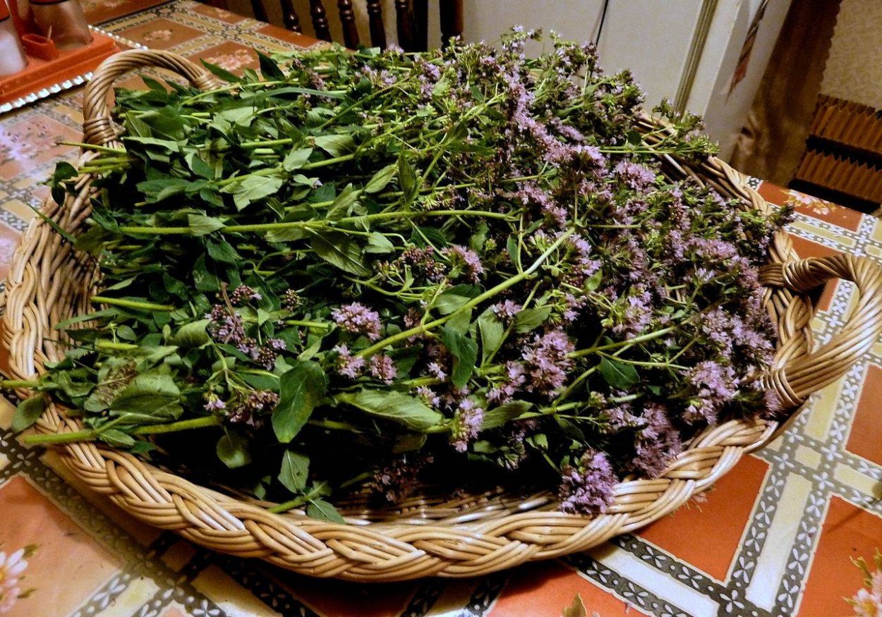 Душица – материнка - орегано