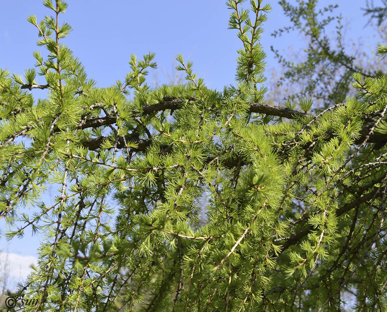 Ларикс Гмелина