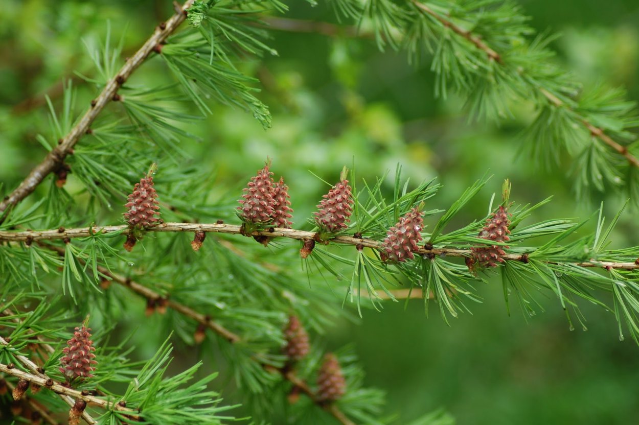 Лиственница Каяндера