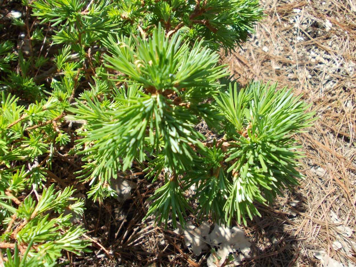 Лиственница американская Larix laricina