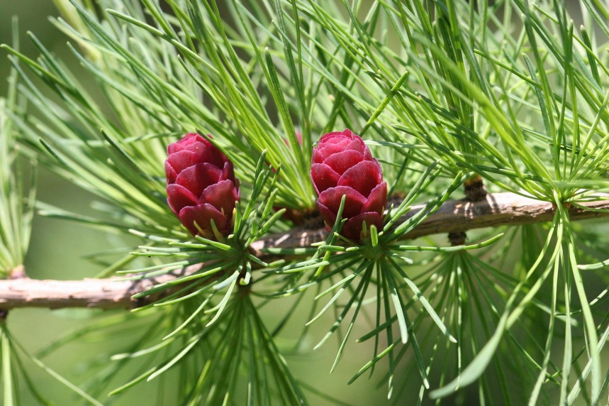 Лиственница американская Larix laricina