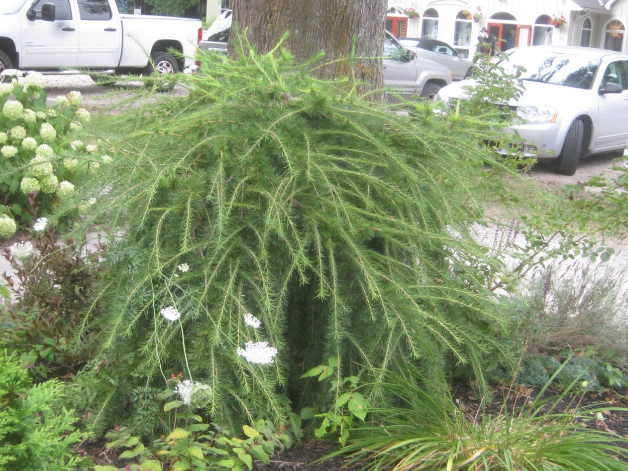 Лиственница gmelinii Tharandt