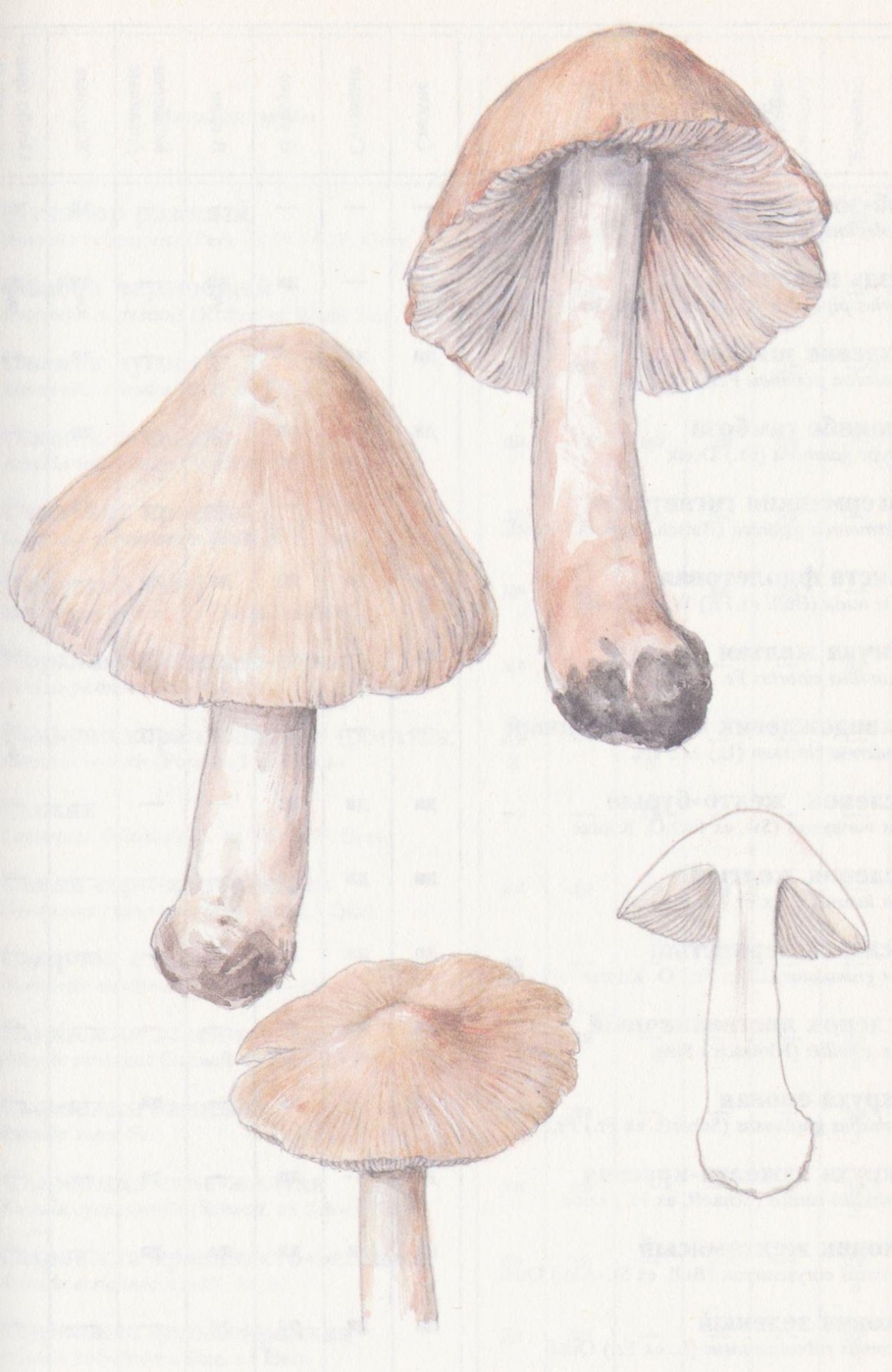 Волоконница Бонгарда (Inocybe bongardii)
