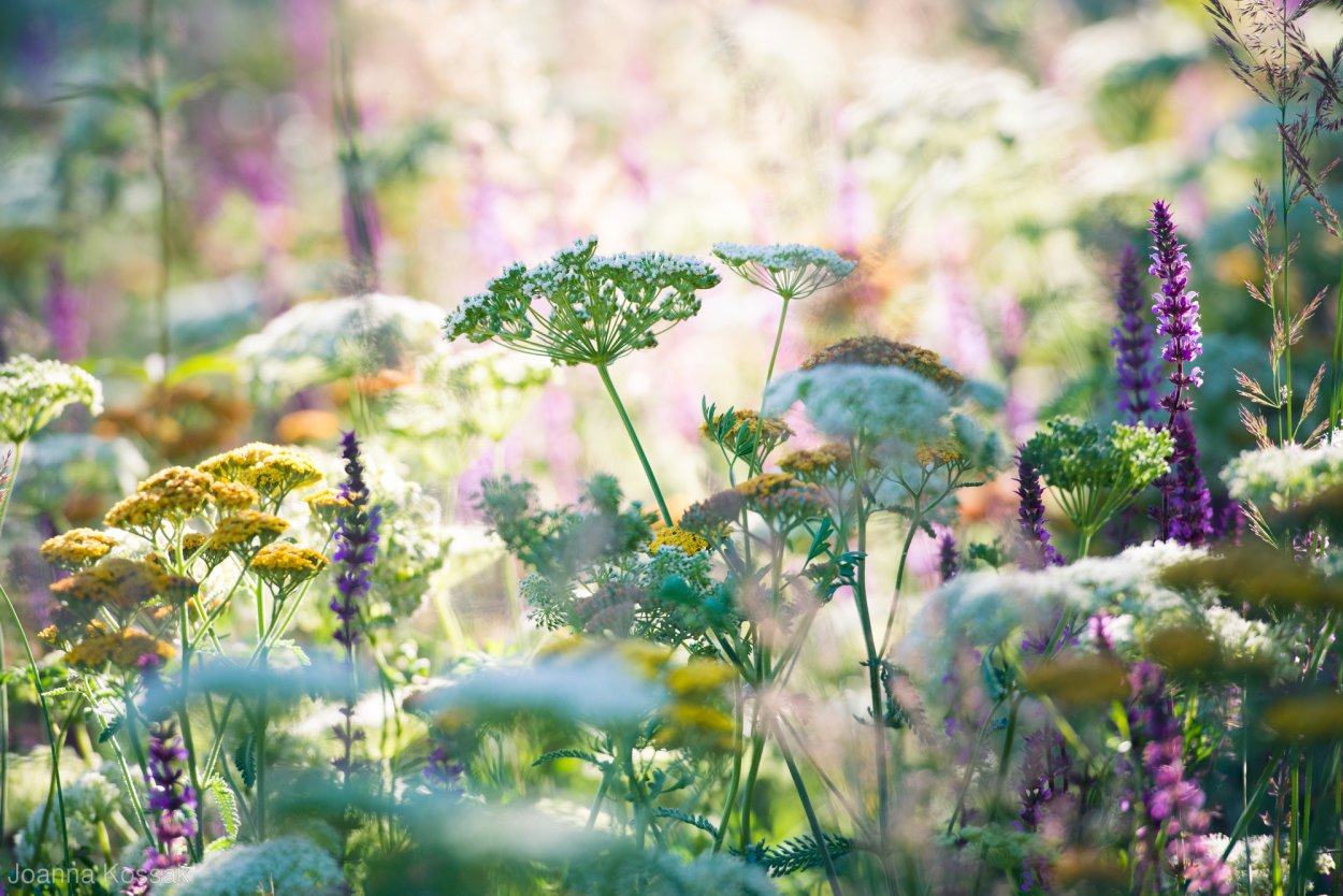 Душистые полевые цветы