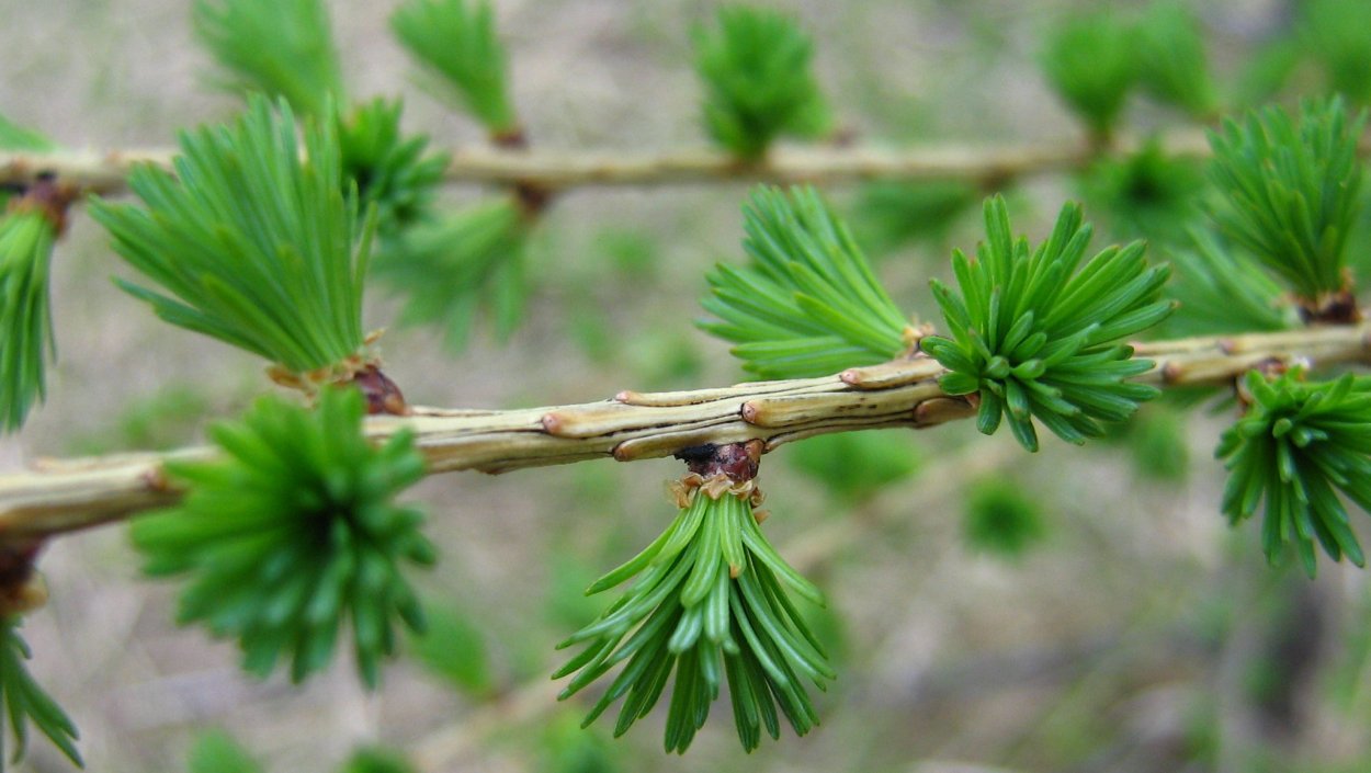 Лиственница Larix