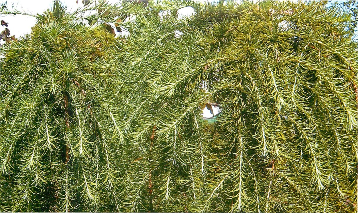 Лиственница японская