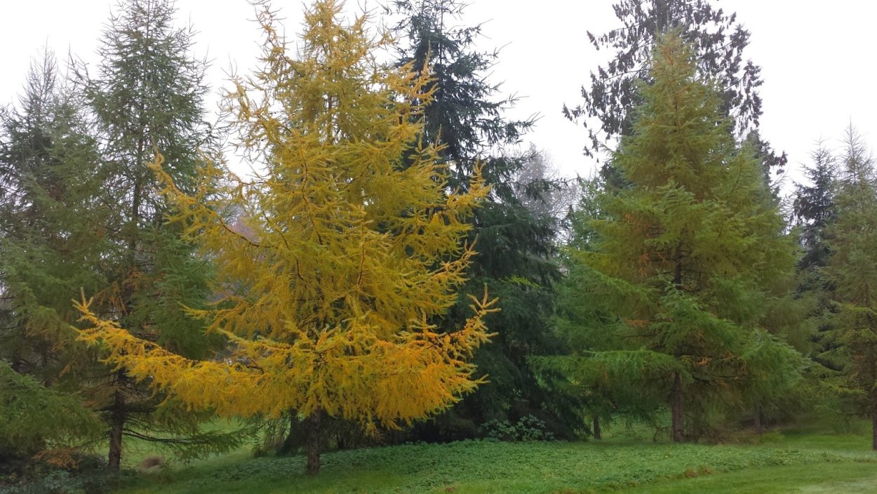 Лиственница Сибирская Larix sibirica