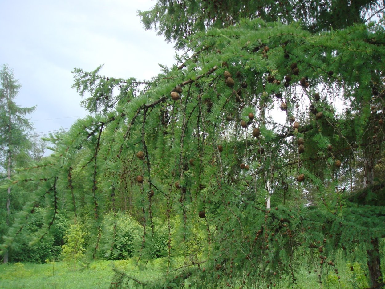 Лиственница Даурская Пендула