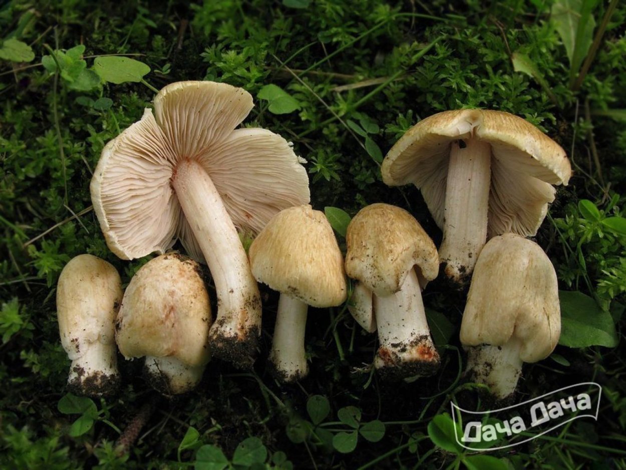 Волоконница Патуйяра(Inocybe patouillardii)