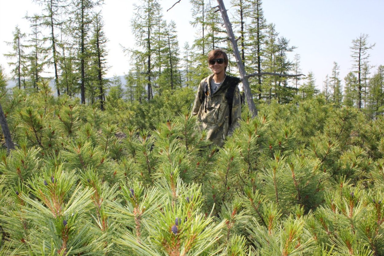 Сахалинский Кедровый стланик
