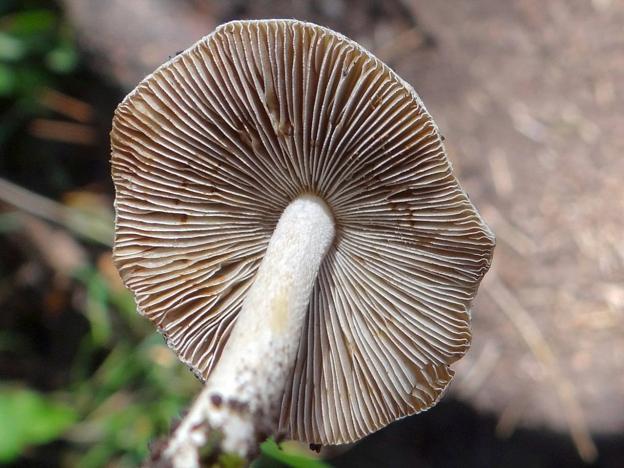 Волоконница гриб