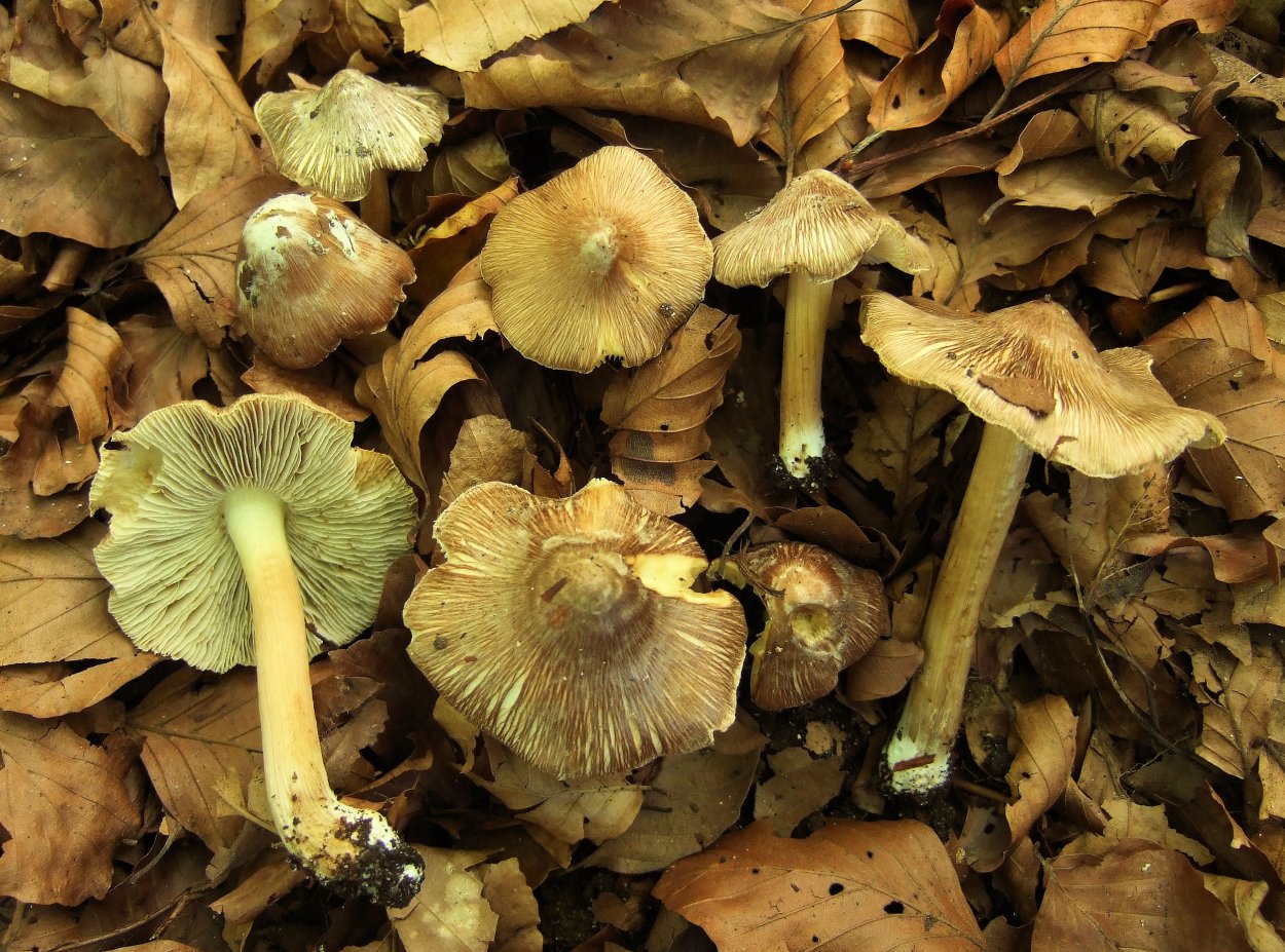 Inocybe geophylla