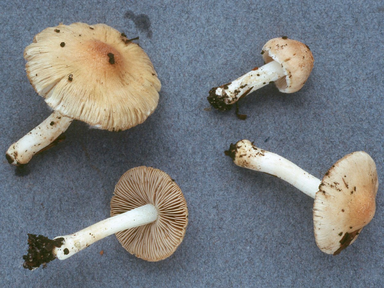 Волоконница волокнистая (Inocybe rimosa)