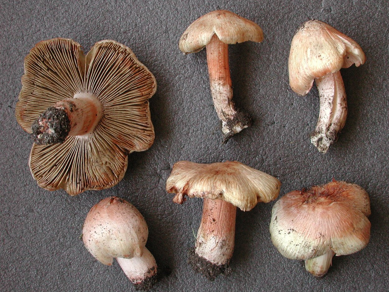 Волоконница волокнистая