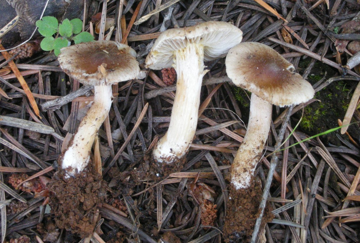 Inocybe Dulcamara
