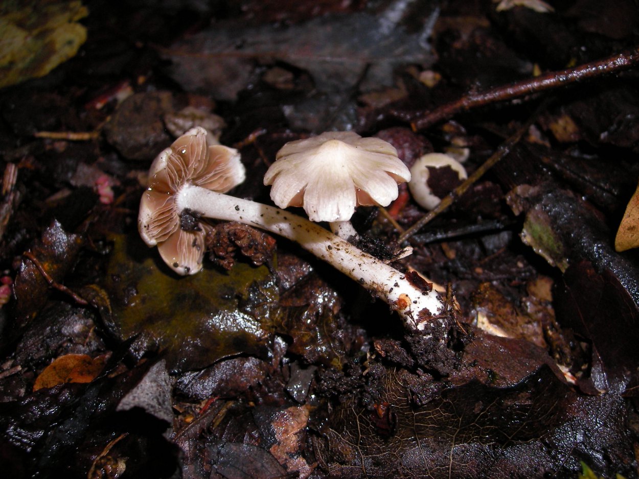 Волоконница Патуйяра(Inocybe patouillardii)