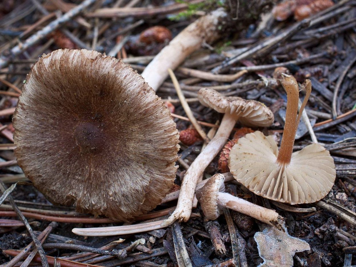 Волоконница звездчато-споровая Inocybe asterospora