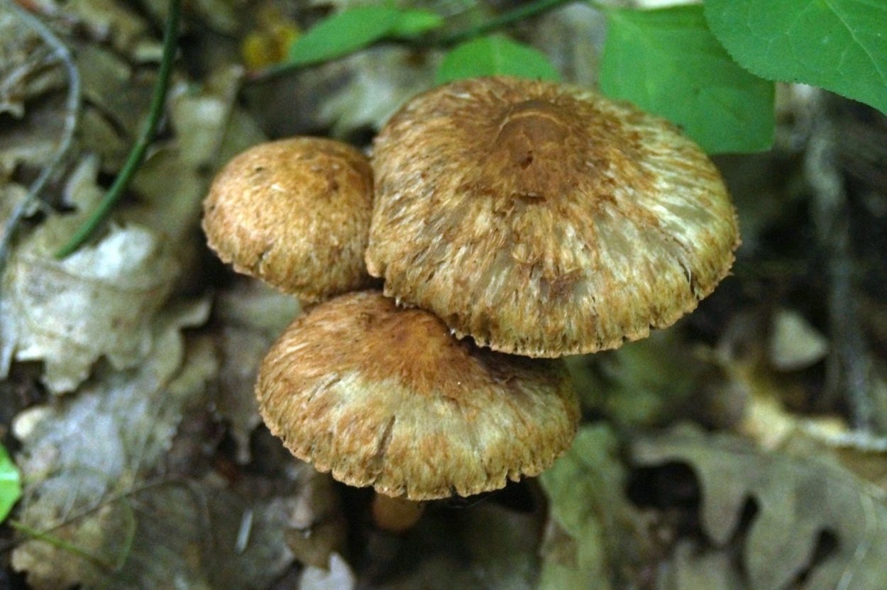 Волоконница (Inocybe)