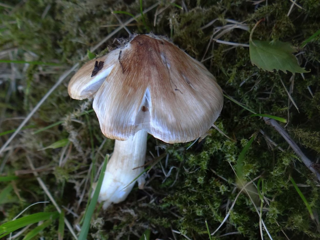 Волоконница Патуйяра(Inocybe patouillardii)