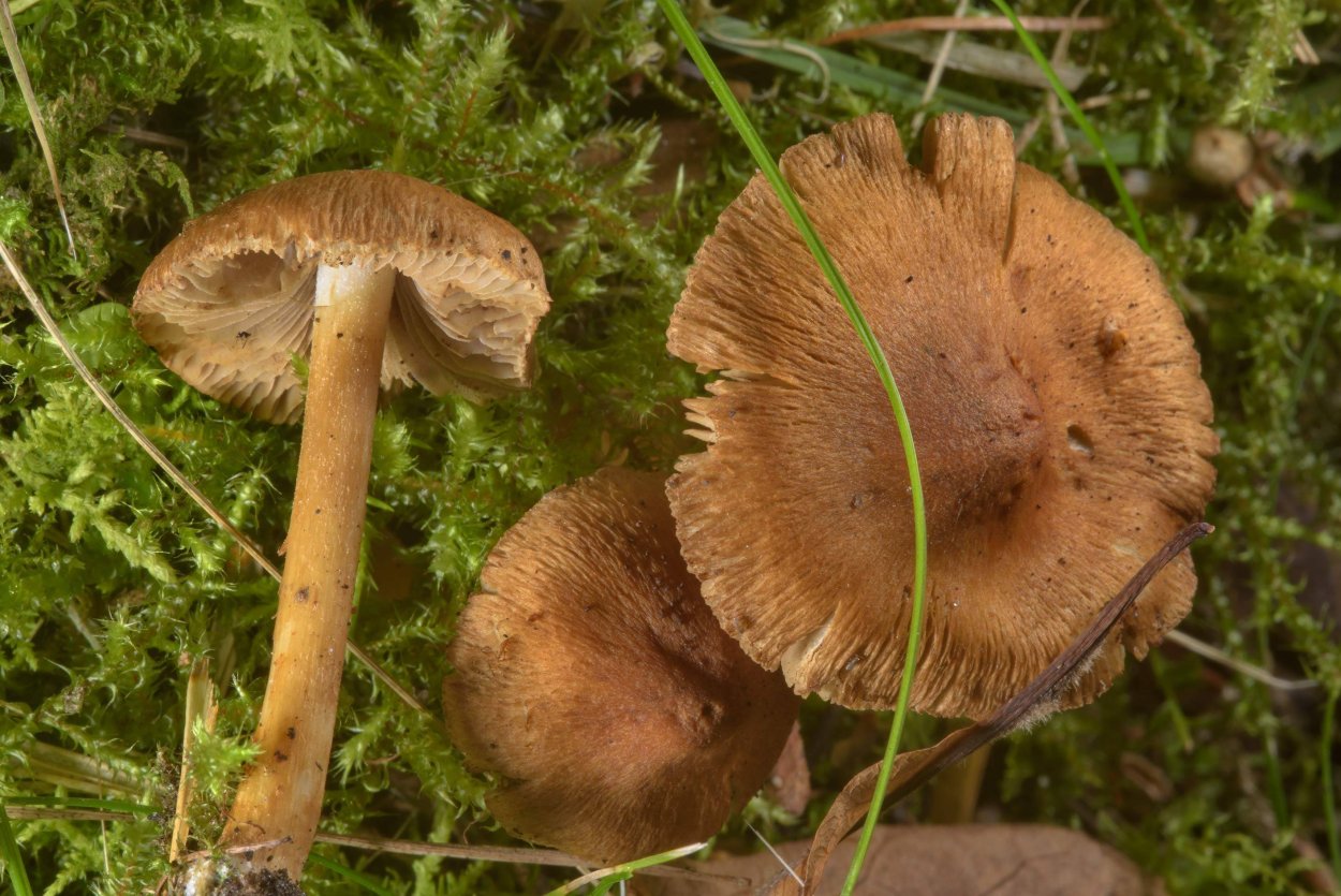 Не съедобные грибы Ростовской области