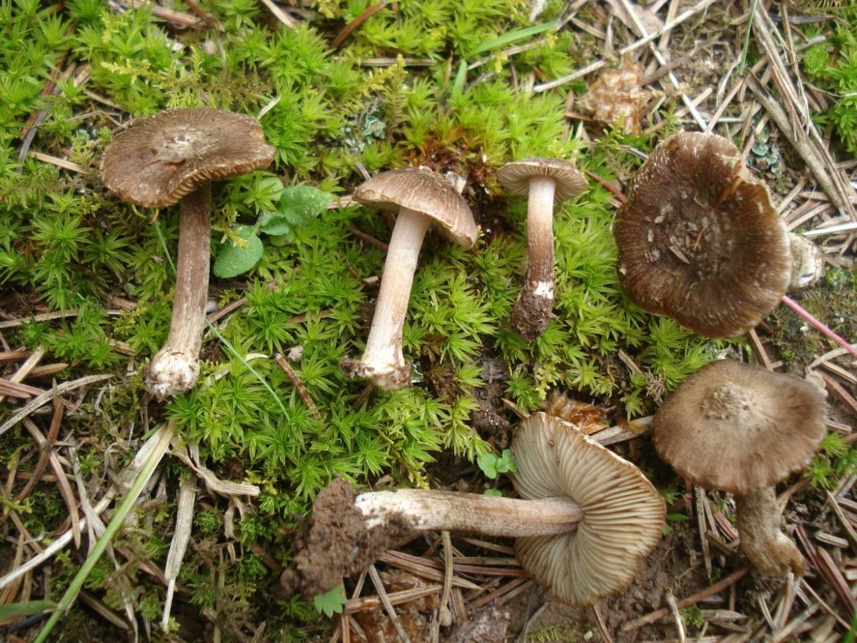 Inocybe hirtella