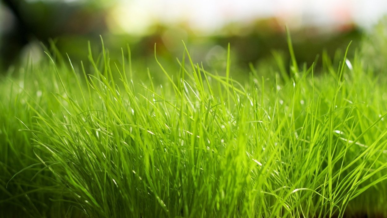 PC Green grass