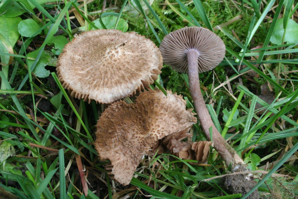 Волоконница Патуйяра(Inocybe patouillardii)