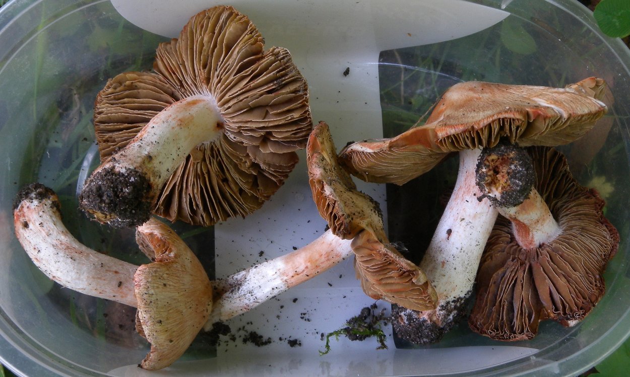 Волоконница Патуйяра(Inocybe patouillardii)