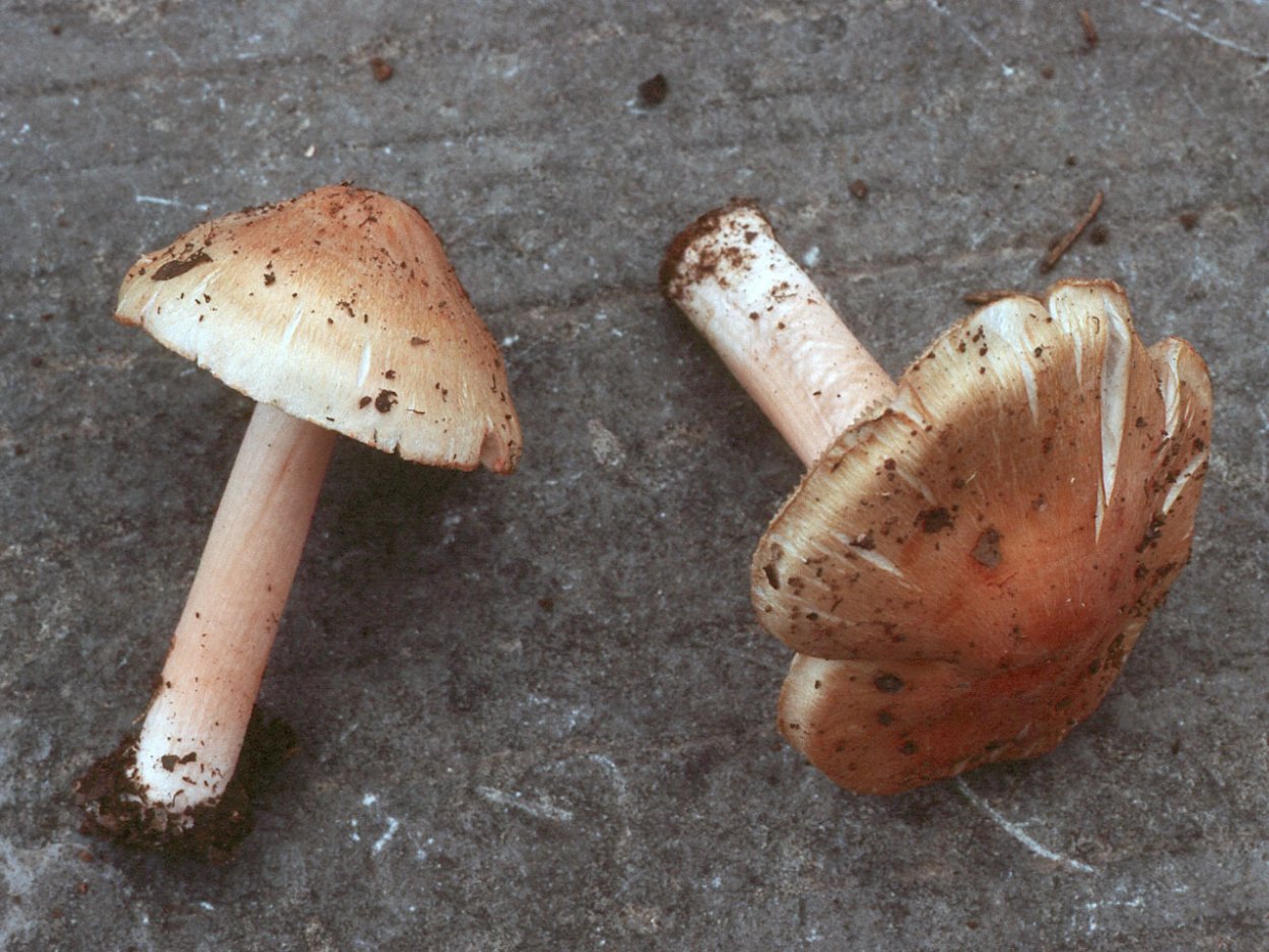 Inocybe asterospora