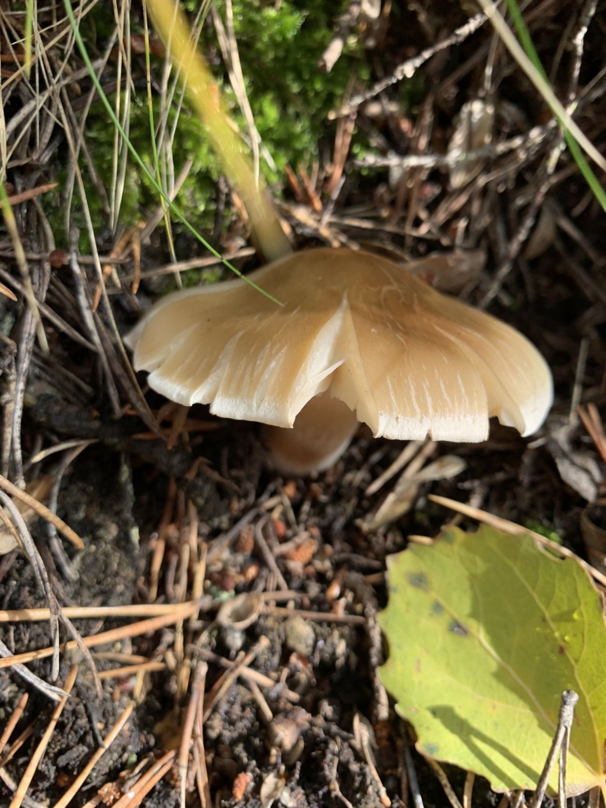 Волоконница волокнистая