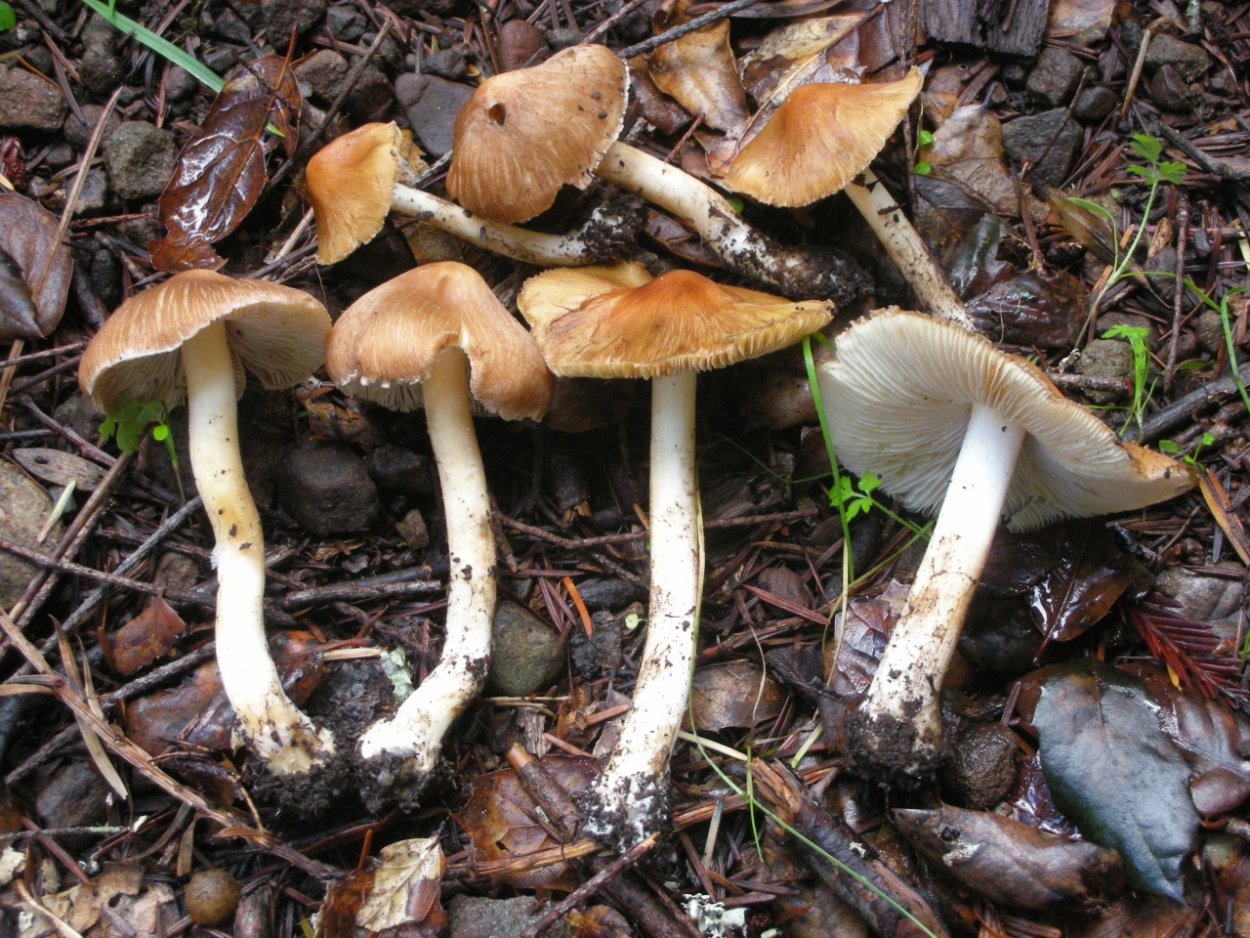Волоконница Патуйяра(Inocybe patouillardii)