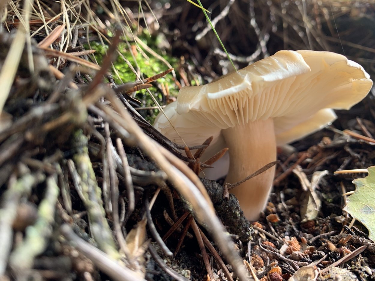 Волоконница волокнистая (Inocybe rimosa)