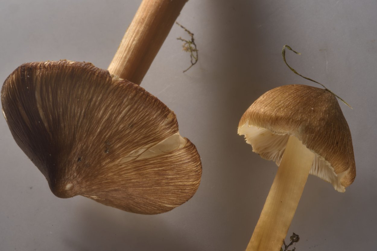 Волоконница Галлюциногенная