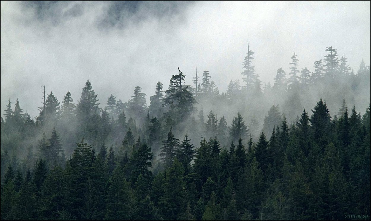 Треугольник Пенроуза и лес