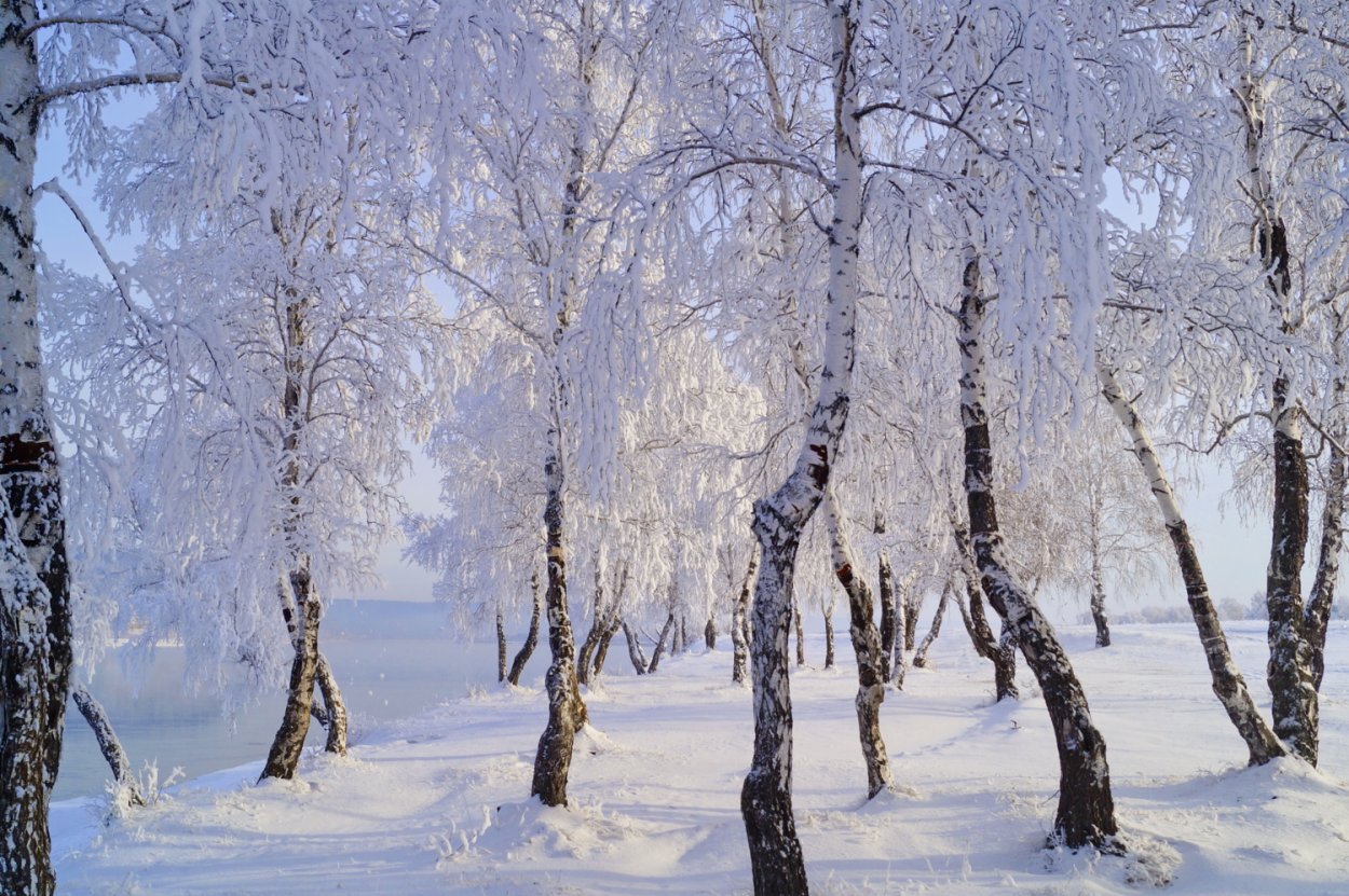 Зимний лес березы