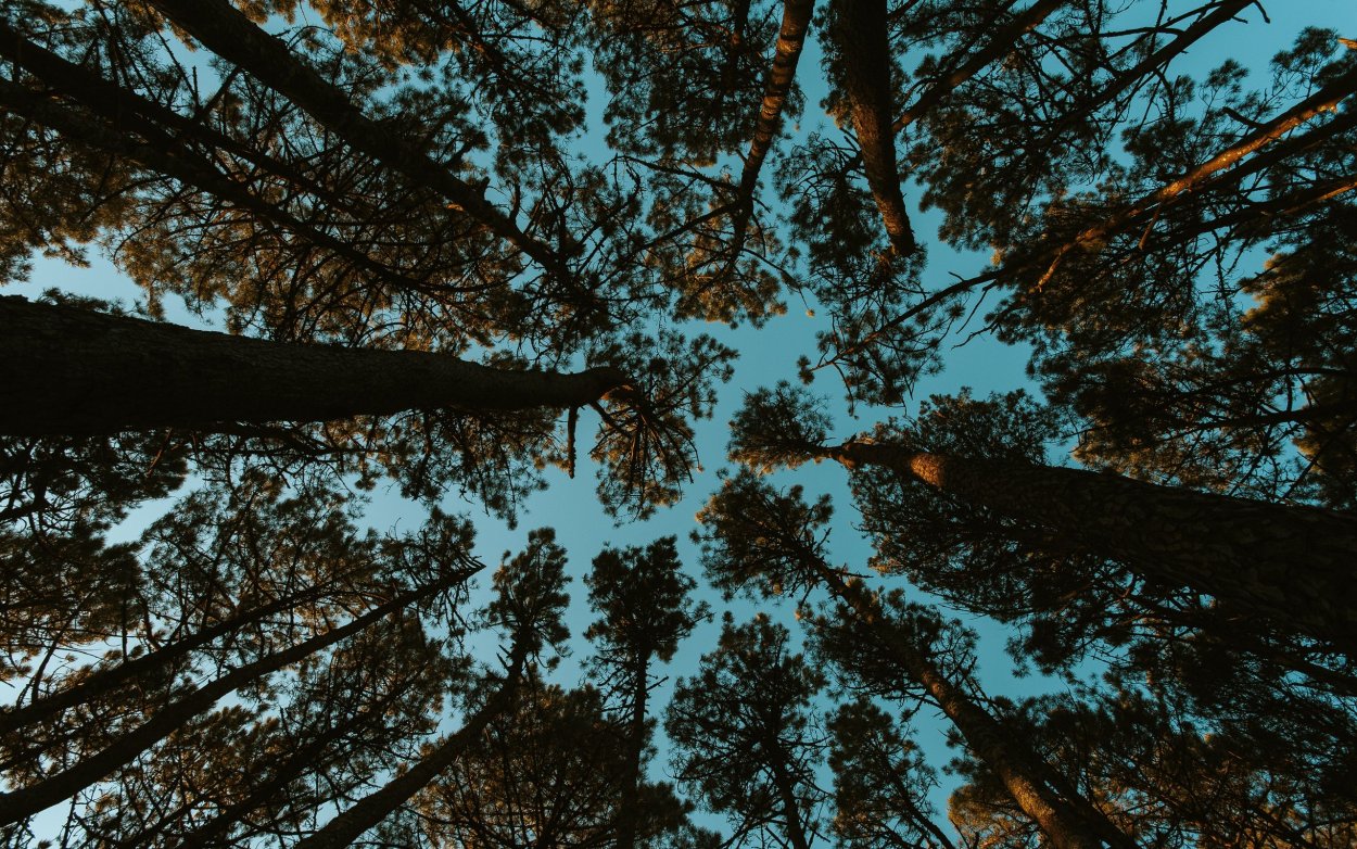 Лес сверху