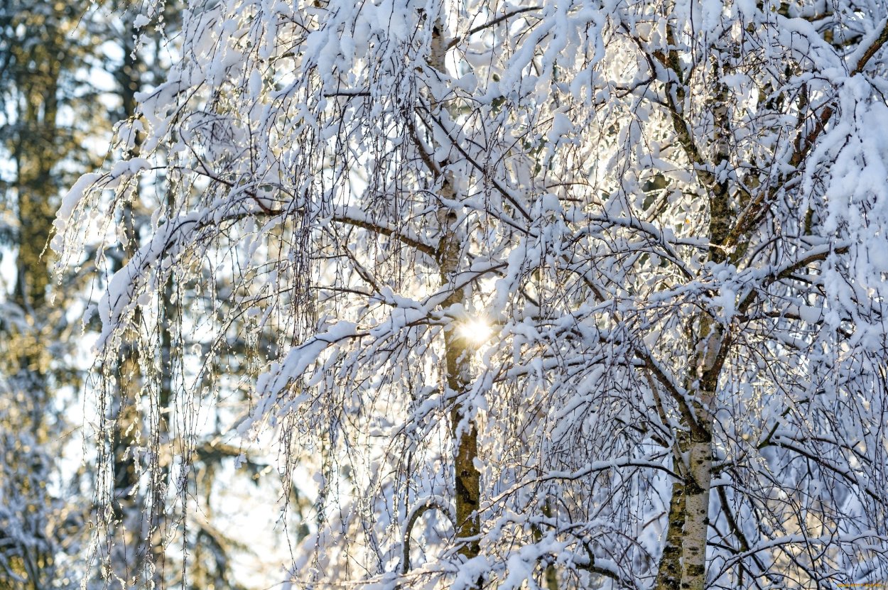 Зимний лес березы
