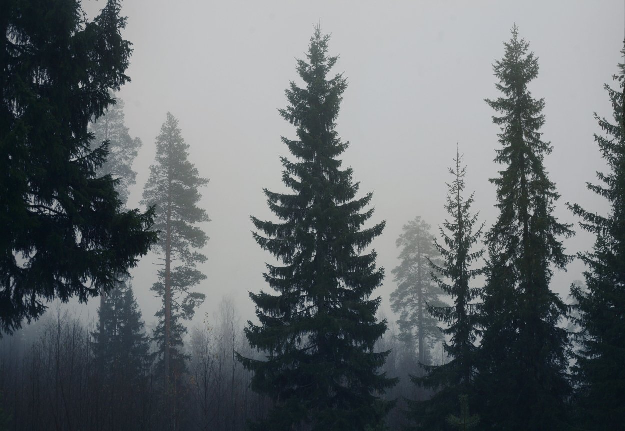 Лес в тумане