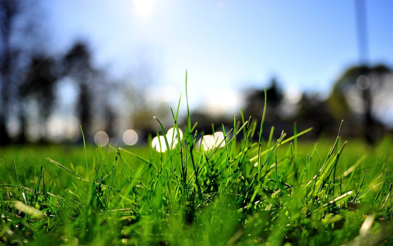 Grass 4k