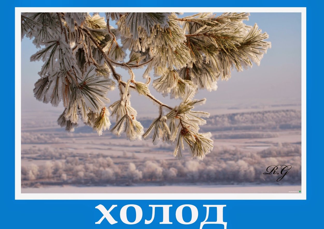 Ветка сосны зимой