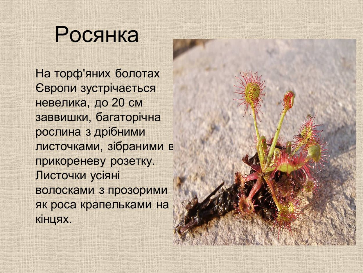 Сорняк Свинорой