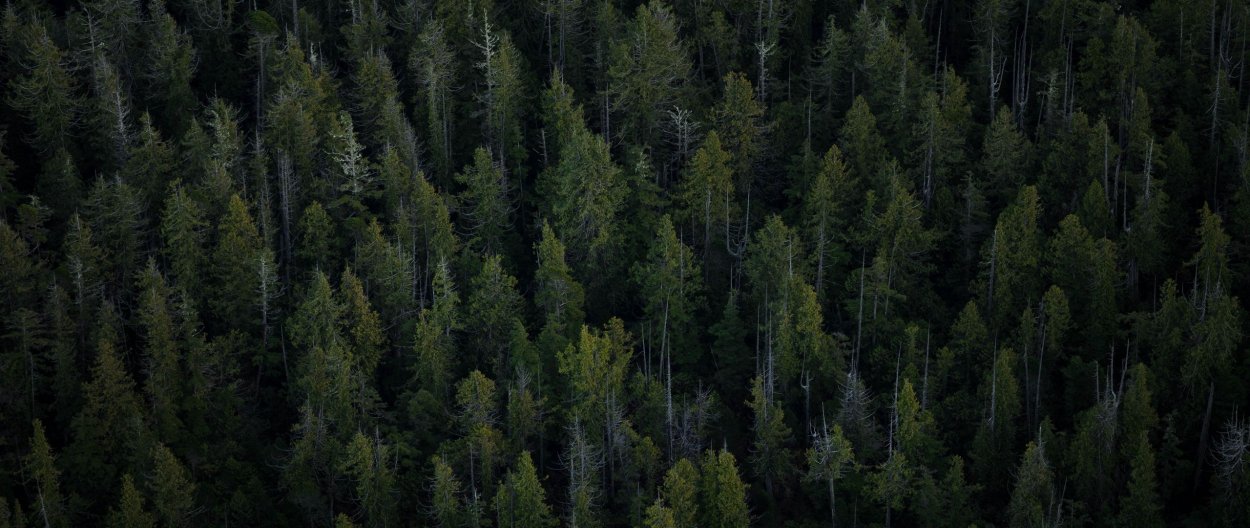 Шварцвальд (Black Forest)