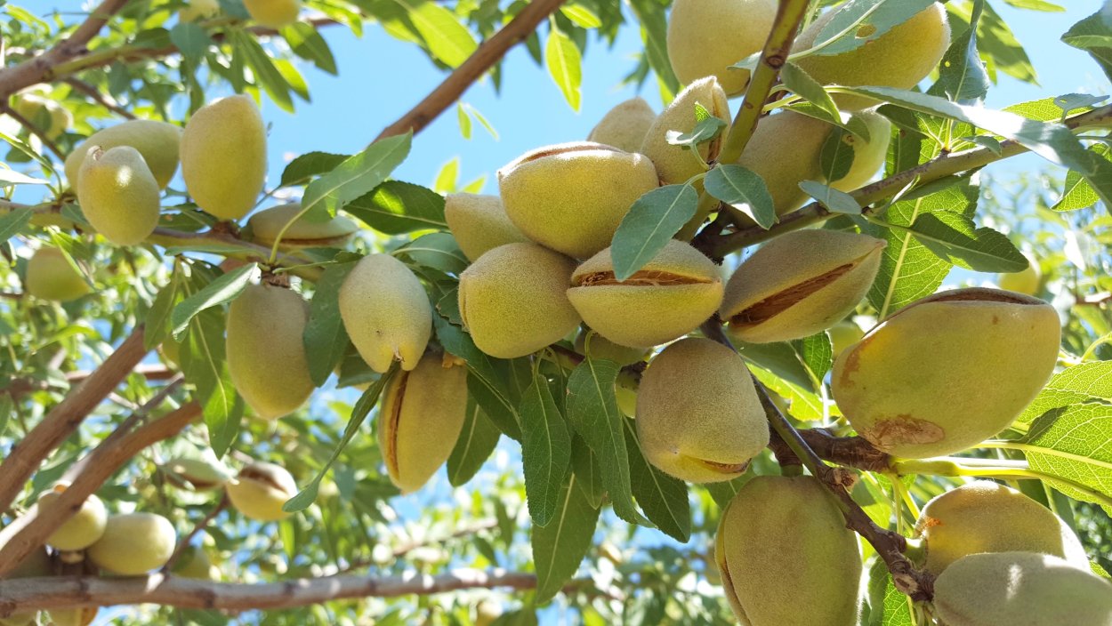 Миндаль сады Калифорния