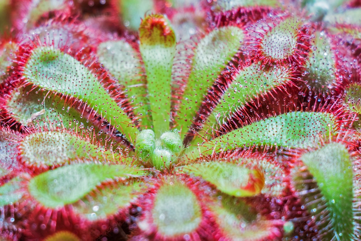 Drosera gigantea
