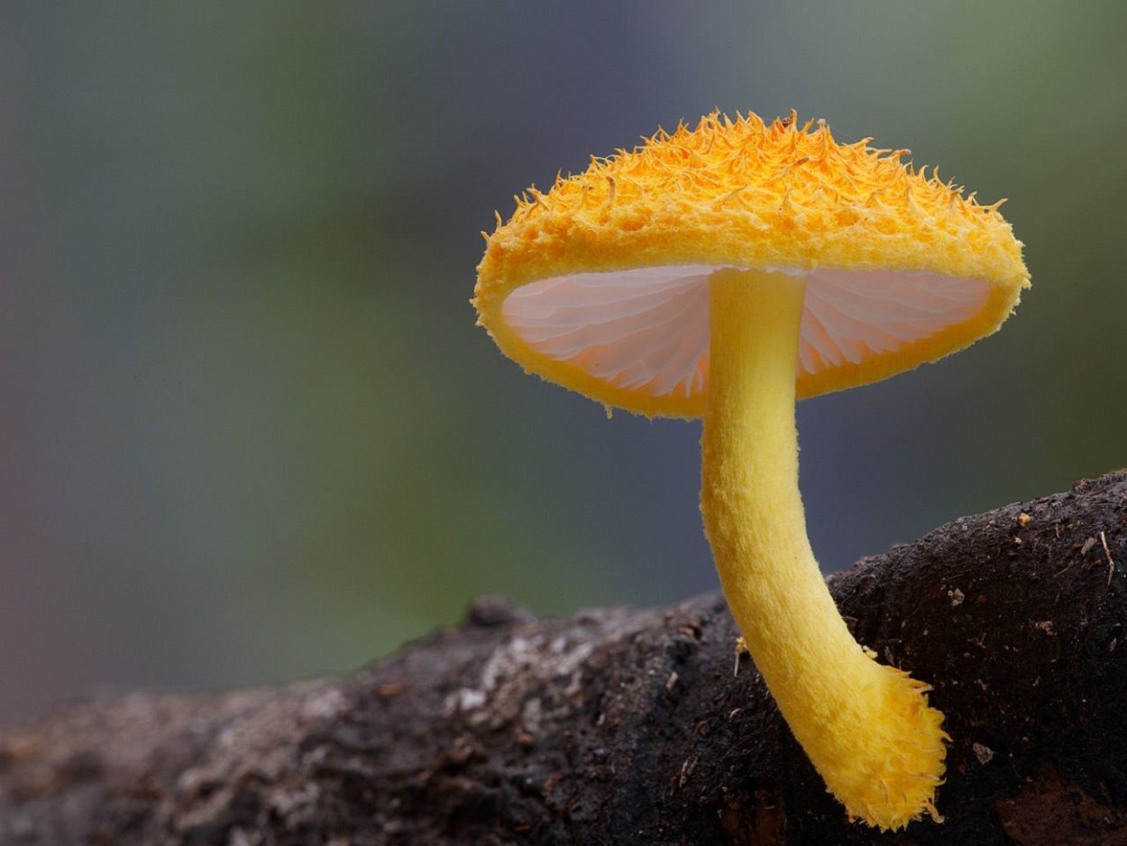 Лерациомицес (leratiomyces)