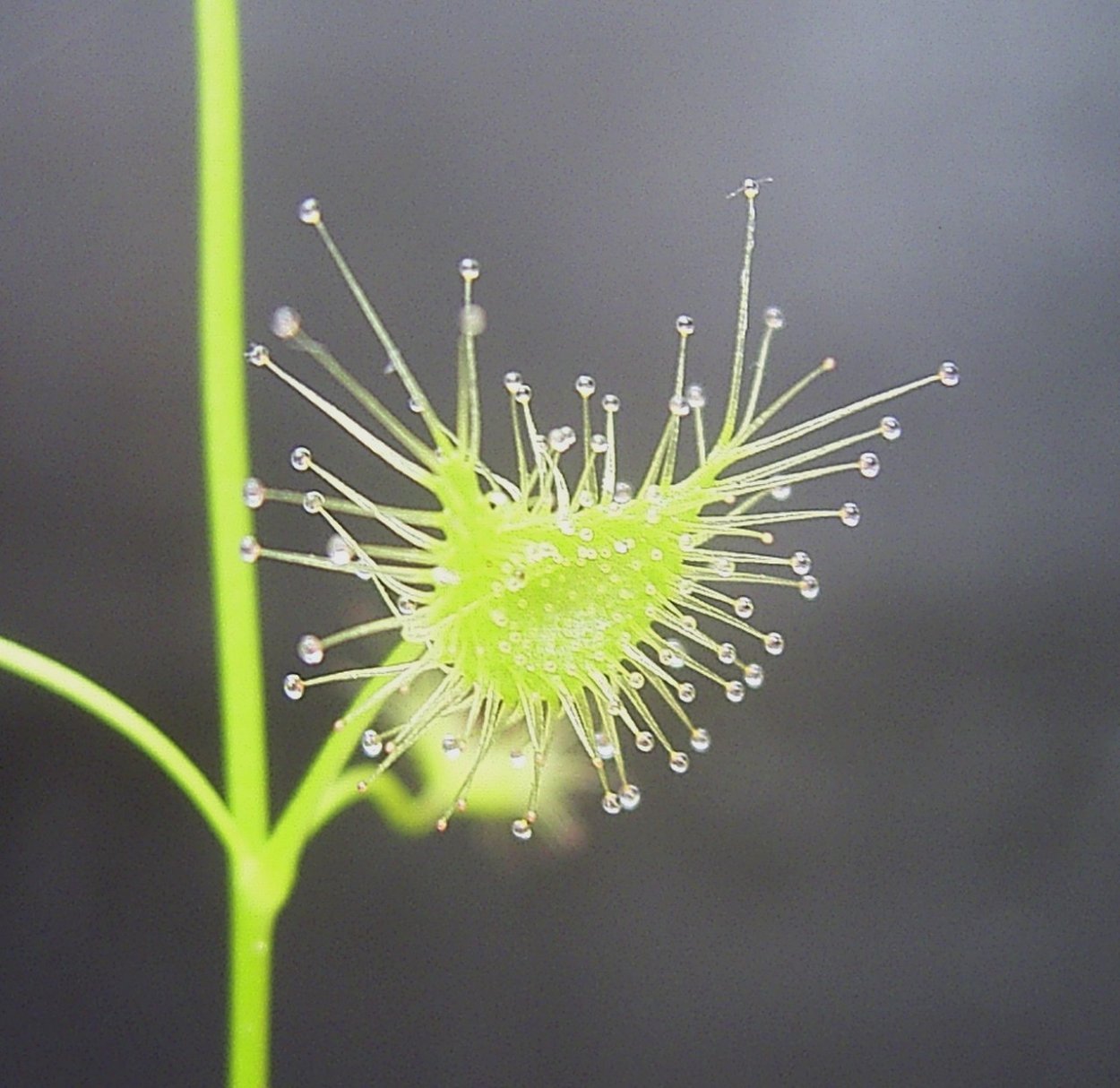 Росянка Drosera Regia