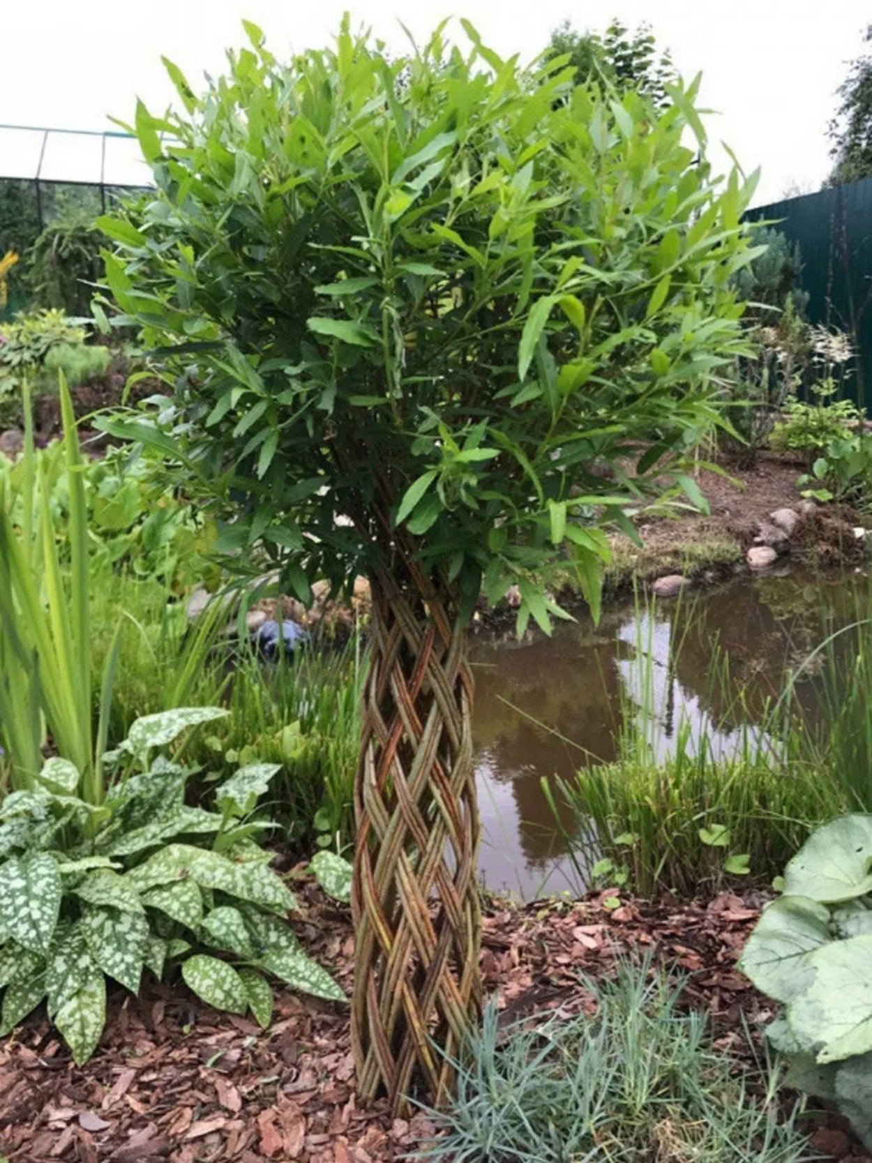 Живые ивовые изгороди