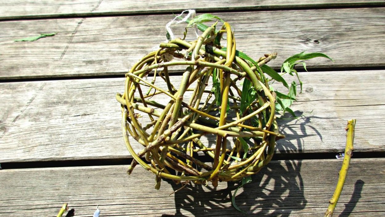 Ива плетеная датские корни