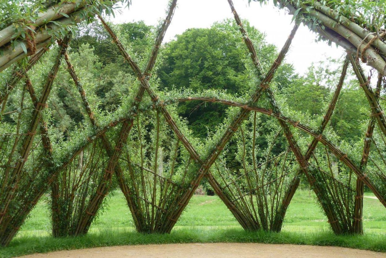 Живая изгородь Ива плетение